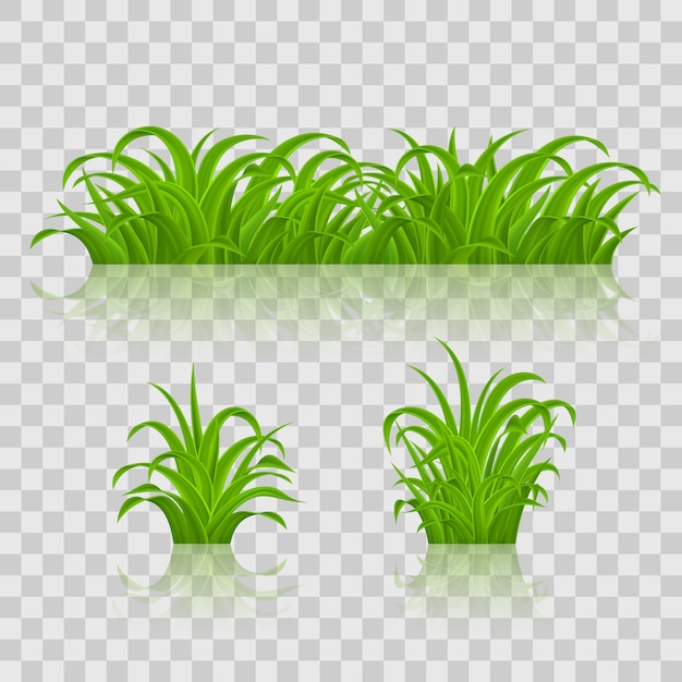 Backgrounds of Green Grass.  on Transparent Background