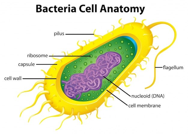 細菌の細胞構造