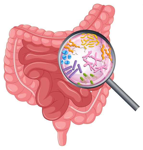 Vector bacteria in human stomache