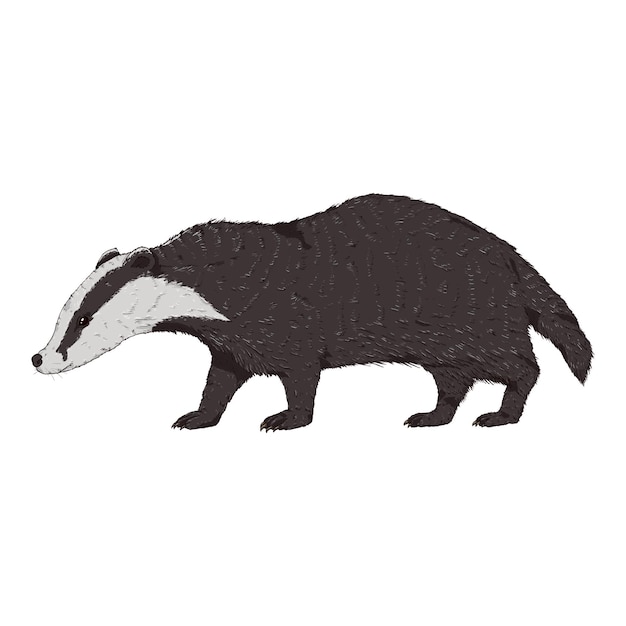 Vettore badger isolato animale selvatico cartoon illustrazione su sfondo bianco