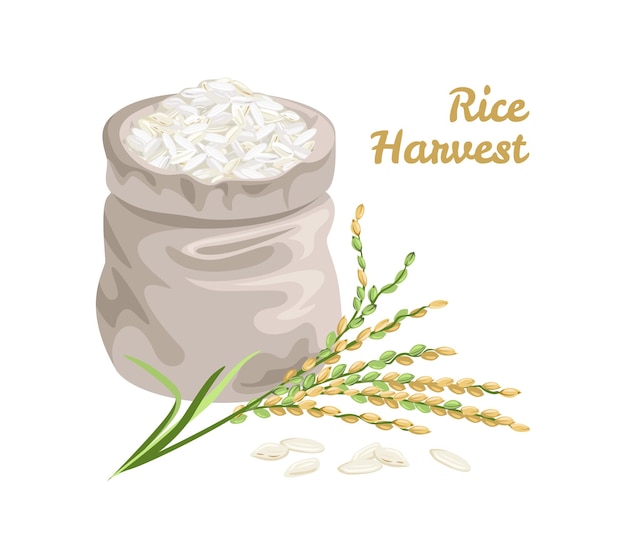 bag of rice isolated on white