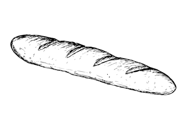 Vector baguette bread sketch vector hand drawn realistic long loaf isolated on white background