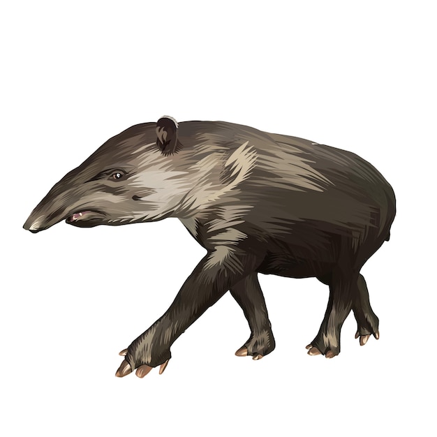 Baird's tapir vector witte achtergrond