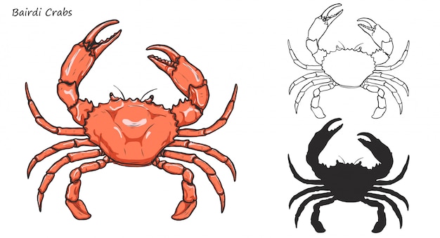 Vector bairdi crabs