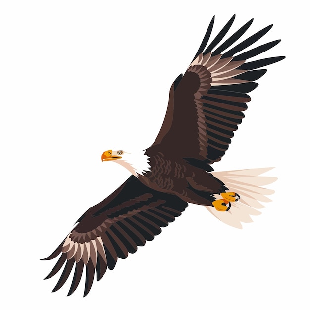 bald eagle 1