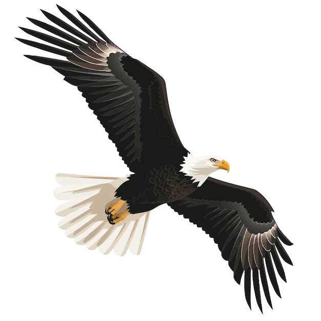 Vector bald eagle 2