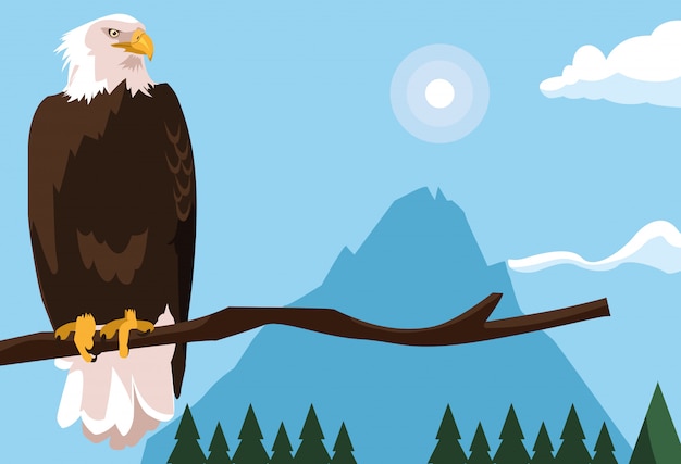 Bald eagle bird in the branch with landscape