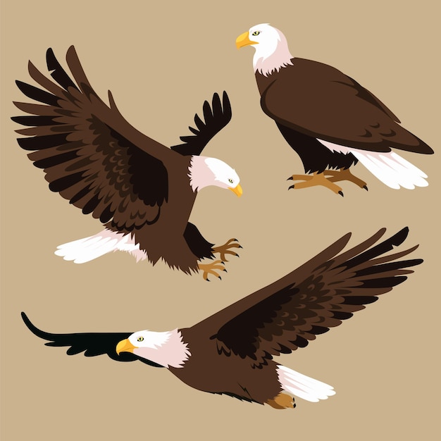 Vector bald eagle bird set poses