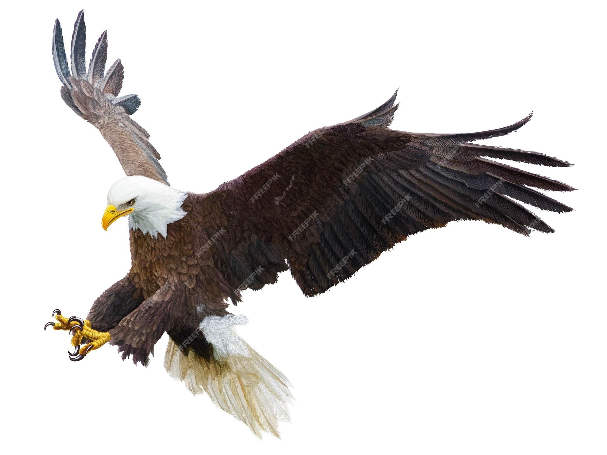 Premium Vector | Bald eagle flying swoop attack hand draw and paint color  on white background vector illustration.