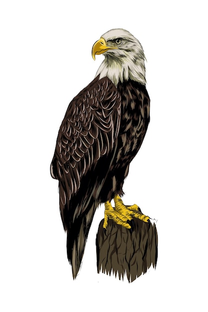 Vector bald eagle from a splash of watercolor