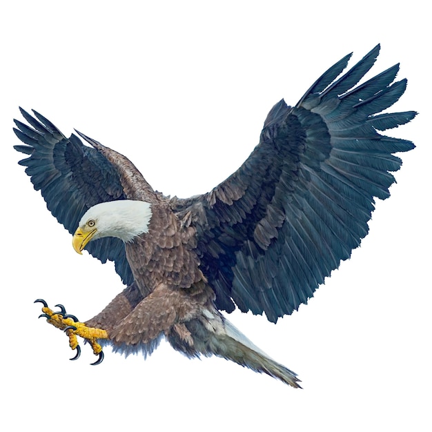 Bald eagle gevleugelde vliegende aanval aanval hand loting