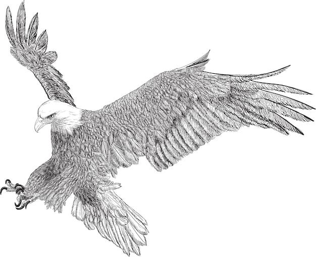 Aquila calva attacco in picchiata mano disegnare schizzo linea nera su fondo bianco.