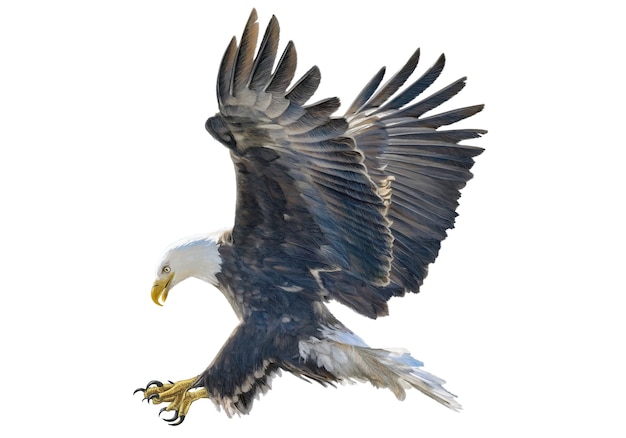 Vector bald eagle swoop hand draw and paint color on white.