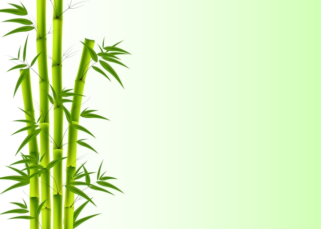 Sfondo di bambù