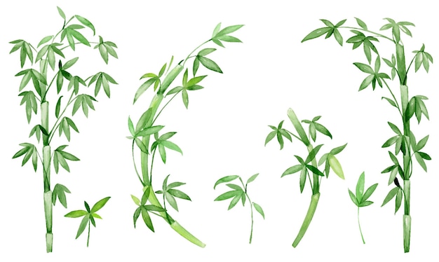 Bamboo leaves branches Watercolor set bamboo plants on an isolated background high resolution