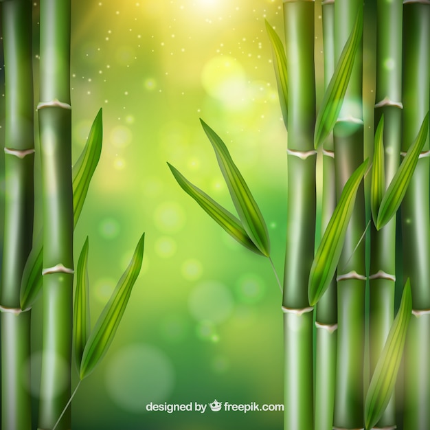 Bamboo leaves vector