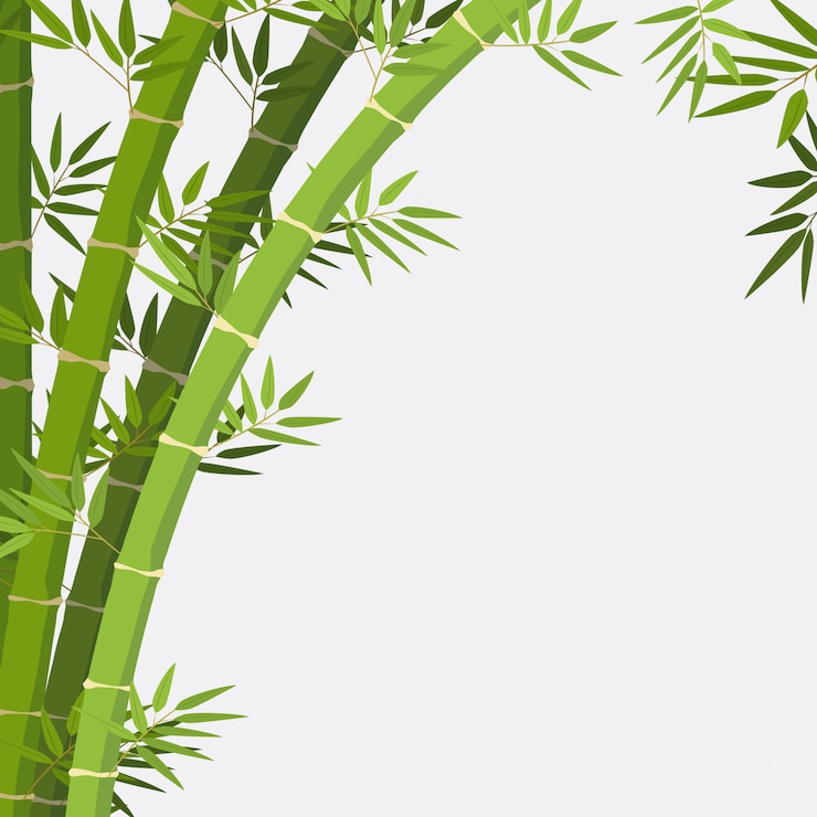 Vector bamboo plant on white background
