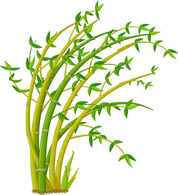 Vector bamboo plant