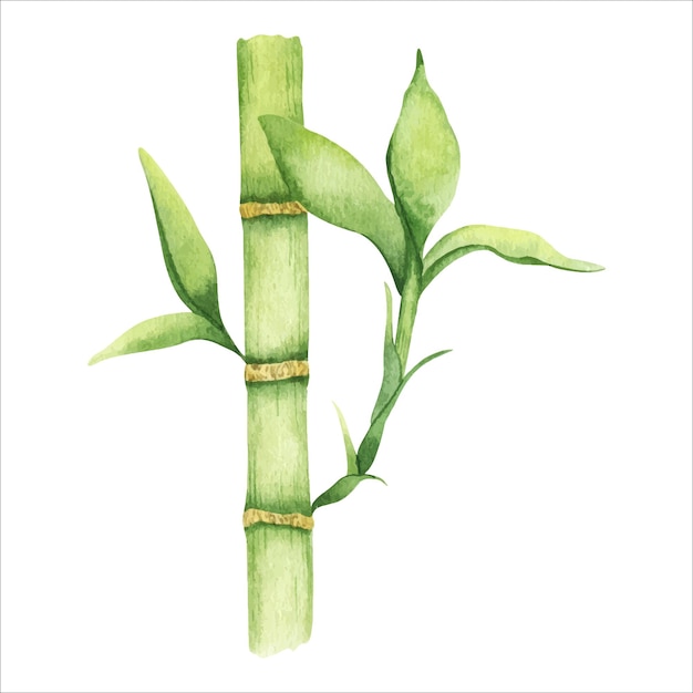 Bamboo stem with leaves Greenery bamboo Watercolor illustration hand drawn Isolated