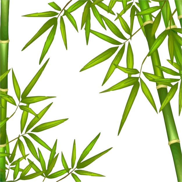 Vettore illustrazione dell'albero di bambù per cornice e decorazione