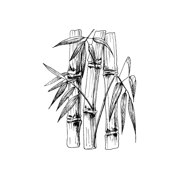 Bamboo trees with leaf. Vector vintage hatching black illustration. Isolated on white background. Hand drawn design