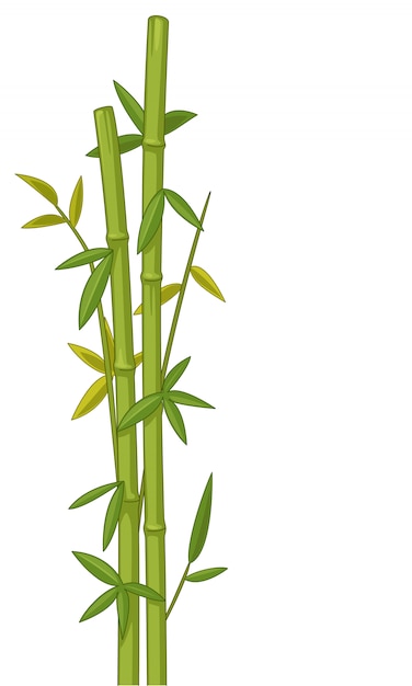 Vector bamboo vector illustration