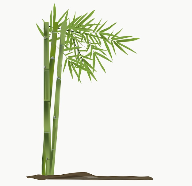 Vector bamboo vector