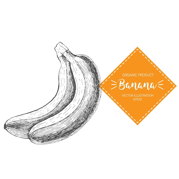 Banaan vectorillustratie. Handgetekend ontwerpelement. Een vrucht getekend in vintage stijl