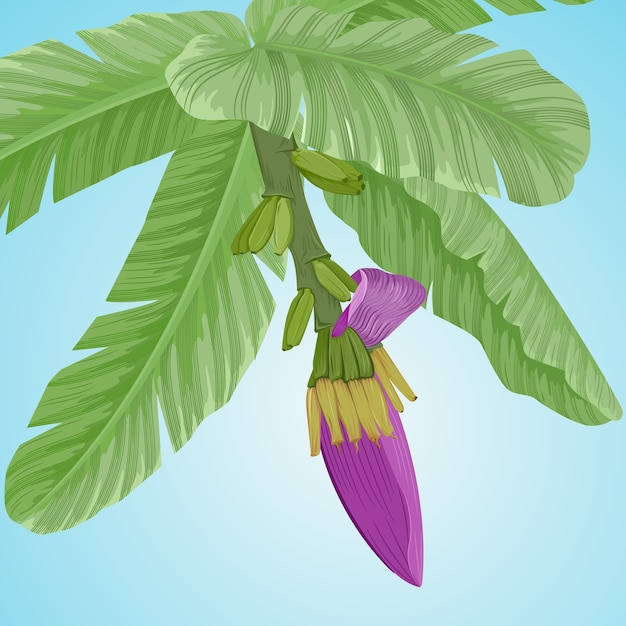 banaanbloem en bladeren op blauw vectorontwerp als achtergrond.