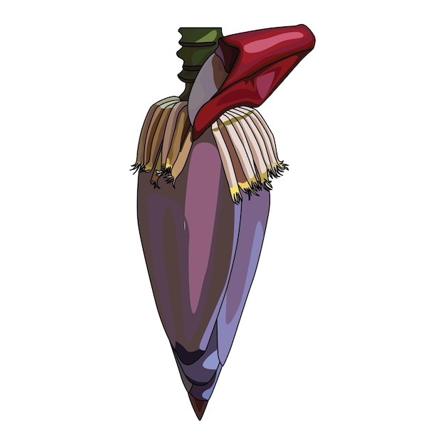 Vector banana blossom vector illustration