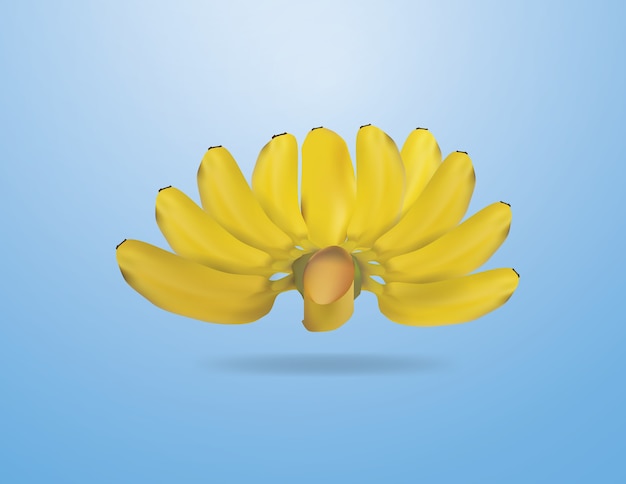 Vector banana on blue background fruit in thailand