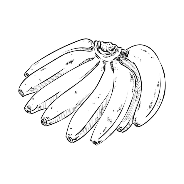 ベクトル 手描き風バナナ束イラスト