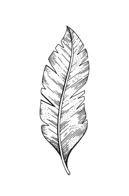 Banana fruit leaf Sketch vector palm plant Tropical line art Exotic leaf icon Outline black art