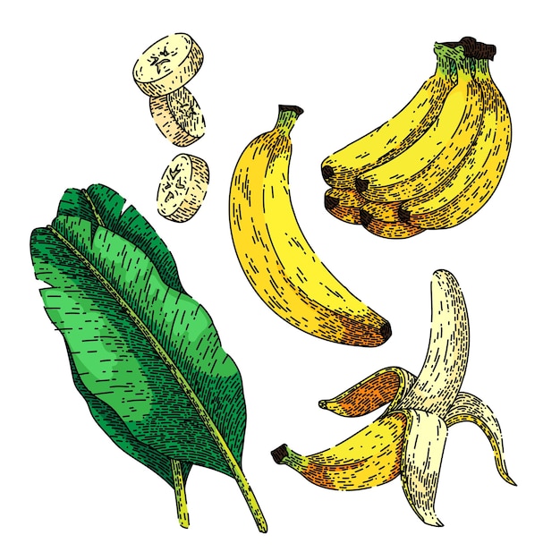 Banana fruit set sketch hand drawn vector