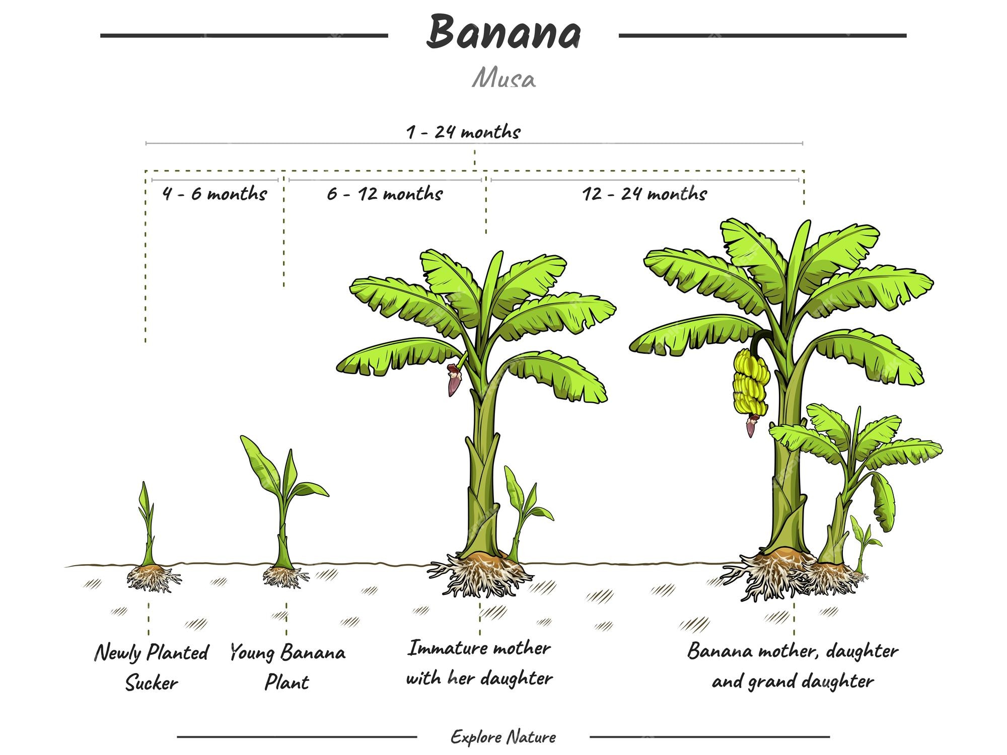 Fasi di coltivazione del banano è ora di coltivare un banano e la sua ...