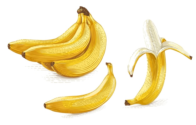 Банан рука рисунок эскиз гравюра стиль иллюстрации вектор