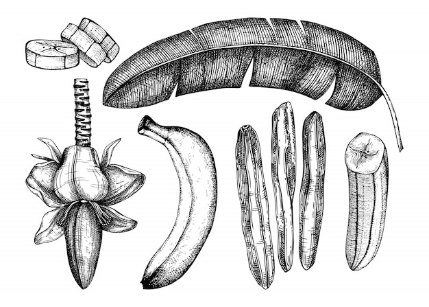 Набор рисованной иллюстраций банана. Цветок банана, свежие и сушеные фрукты, ломтик, листья пальмы. Рисунки сухофруктов. Винтажный эскиз банановой пальмы. В гравированном стиле. Элементы здорового питания
