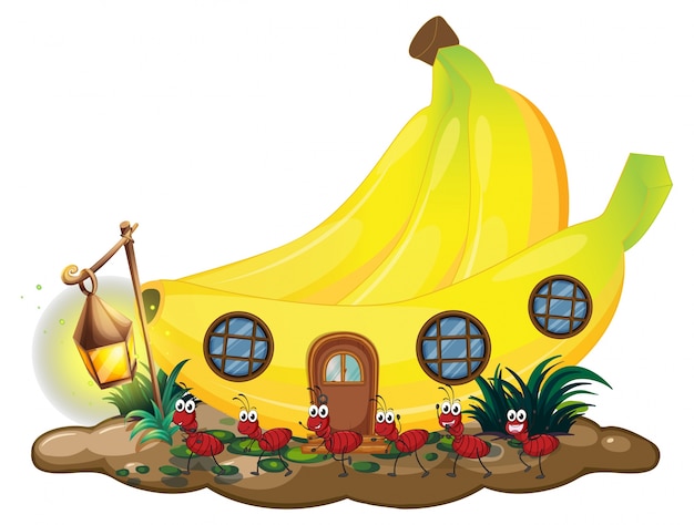 赤い蟻が外に行進するバナナの家