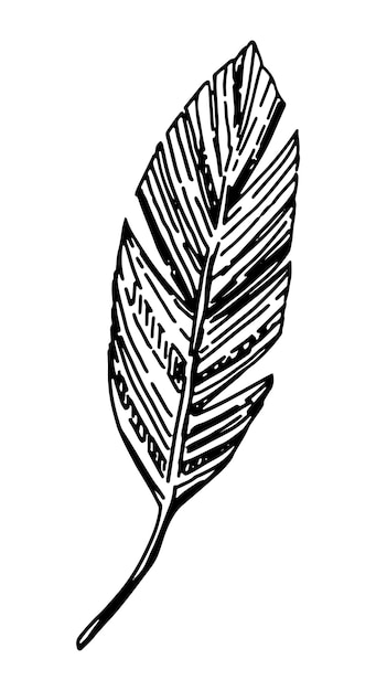 Банановый лист клипарт Эскиз каракули тропической флоры Ручной рисунок векторной иллюстрации ботаники Гравюра в стиле каракули изолирована на белом