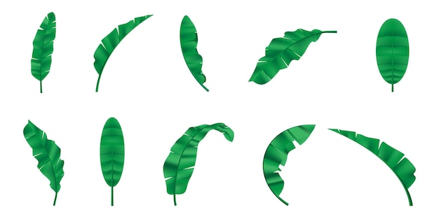 Набор банановых листьев Изображение декоративной тропической листвы
