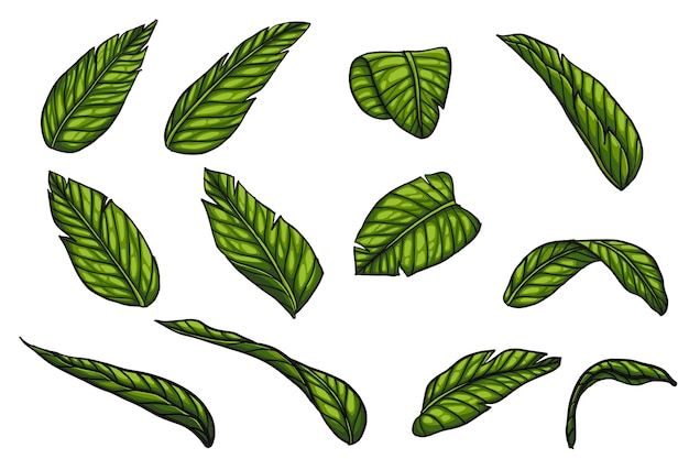 Banana leaf vector by hand drawing