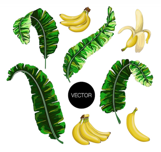 Banana leaves and fruits isolated. Vector illustration.