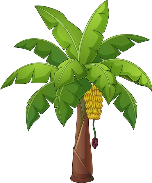 Vector banana palm tree isolated on white background