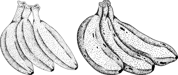 Banana peeled banana banana skin bunch of bananas Vector hand drawn illustration in engraving