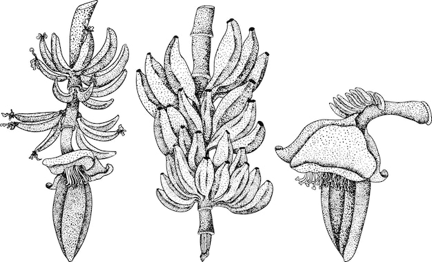 Banana peeled banana banana skin bunch of bananas Vector hand drawn illustration in engraving