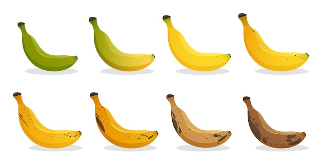 Fasi di maturazione della banana diversi colori della buccia dei frutti biologici dal verde al marrone frutti organici marci e freschi maturi set vettoriale di alimenti sani vegetariani