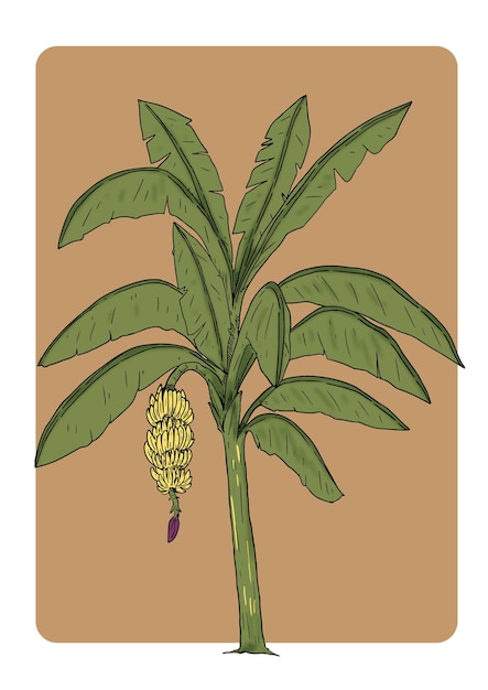 バナナの木のイラスト