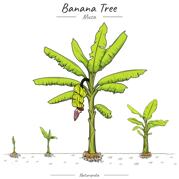 Vettore illustrazione dell'albero di banane