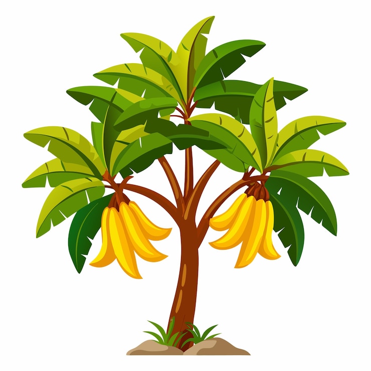 Vector banana tree with ripe bananas