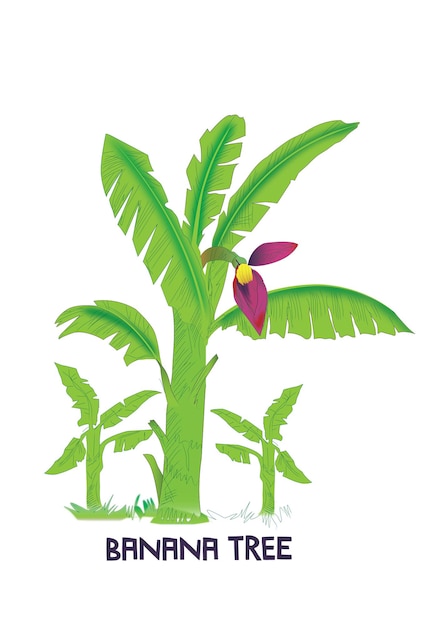 Vector banana tree